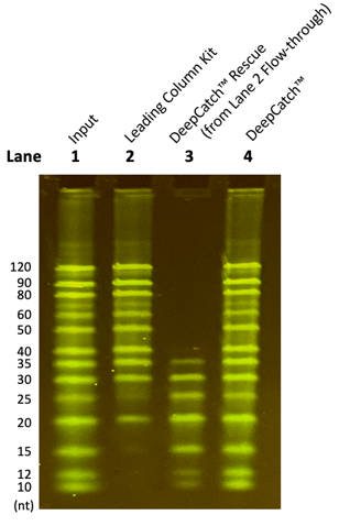 Figure 1 PAGE Gel Results