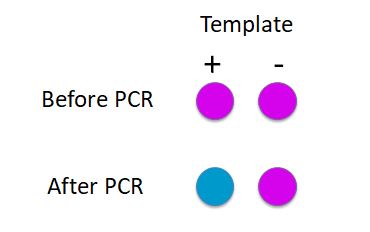 Visual-PCR GFP Detection Results