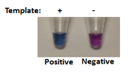 Figure 1: Typical color change of Visual-PCR