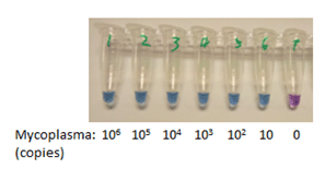 Figure 2: Sensitivity of Visual-PCR
